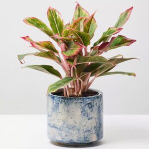 Green Pearl Succulent